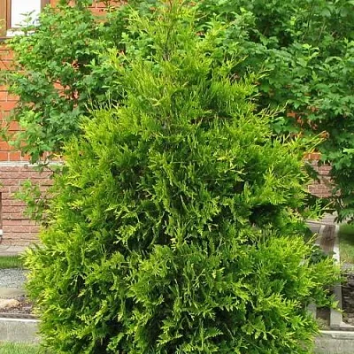 Туя АНЯ (АНИЕ) западная  Туя АНЯ (АНИЕ) западная в Красноярске