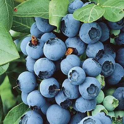 Голубика КОВИЛЛ в Красноярске