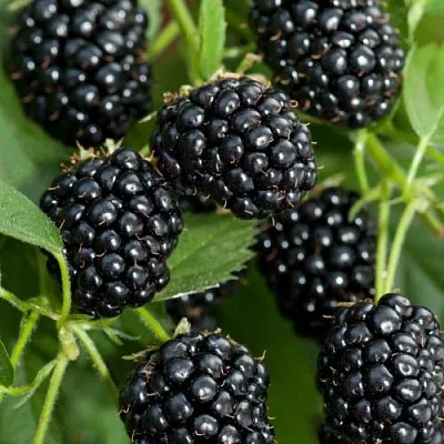 Ежевика АГАВАМ  Ежевика АГАВАМ в Красноярске