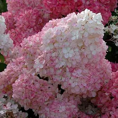 Гортензия САНДЕЙ ФРАЙЗ метельчатая  Гортензия САНДЕЙ ФРАЙЗ метельчатая в Красноярске