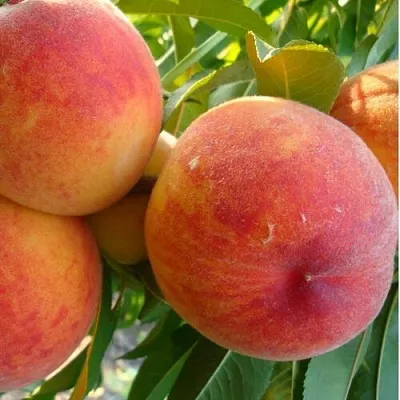 Персик ДИВНЫЙ  Персик ДИВНЫЙ в Красноярске