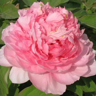 Пион ИМПЕРАТОРСКАЯ НАЛОЖНИЦА древовидный в Красноярске