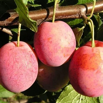 Слива ВИКТОРИЯ  Слива ВИКТОРИЯ в Красноярске