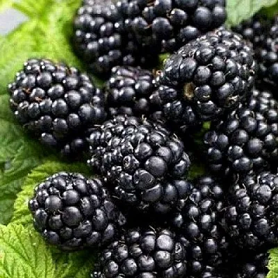 Ежевика БЖЕЗИНА бесшипная  Ежевика БЖЕЗИНА бесшипная в Красноярске