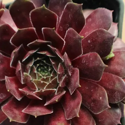 Молодило БЛЭК МОУНТЭЙН  Молодило БЛЭК МОУНТЭЙН в Красноярске