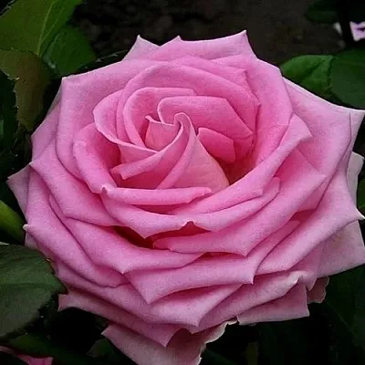 Саженцы роз АКВА чайно-гибридная  Саженцы роз АКВА чайно-гибридная в Красноярске