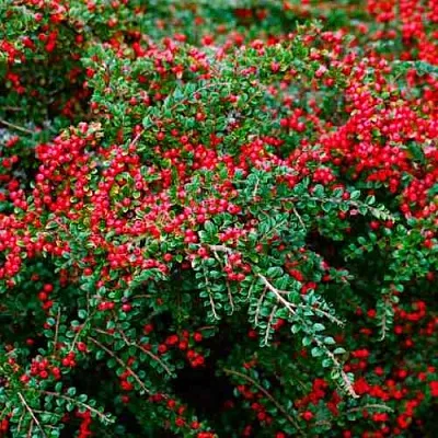 Кизильник горизонтальный  Кизильник горизонтальный в Красноярске