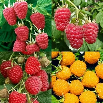 Комплект МАЛИНОВОЕ АССОРТИ в Красноярске