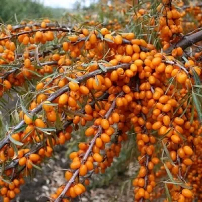 Облепиха ПЕРЧИК  Облепиха ПЕРЧИК в Красноярске