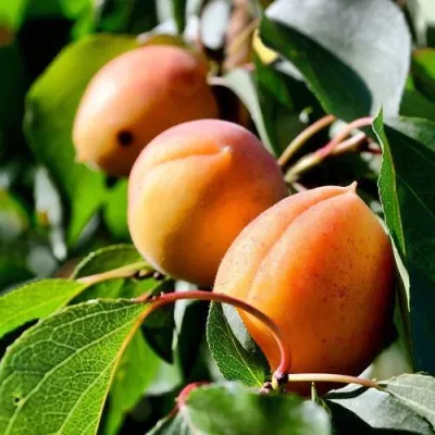 Абрикос БАЙ — описание сорта Абрикос БАЙ в Красноярске