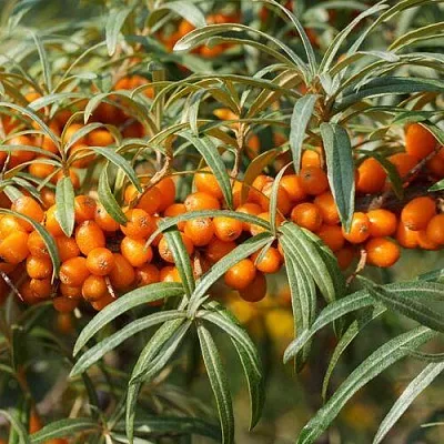 Облепиха РОСИНКА  Облепиха РОСИНКА в Красноярске