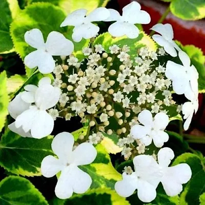 Гортензия МИРАНДА черешковая  Гортензия МИРАНДА черешковая в Красноярске