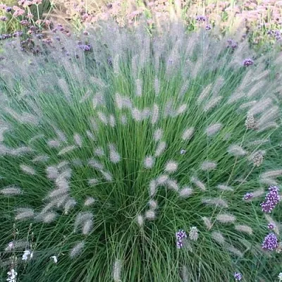 Пеннисетум ХАМЕЛН  Пеннисетум ХАМЕЛН в Красноярске