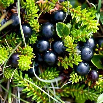 Водяника  Водяника в Красноярске