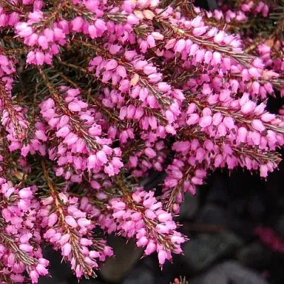 Эрика СТИНКЕ дарленская  Эрика СТИНКЕ дарленская в Красноярске