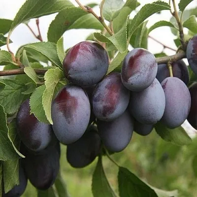 Слива РЕНКЛОД  Слива РЕНКЛОД в Красноярске