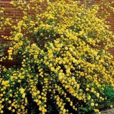 Керрия японская АУРЕОВАРИЕГАТТА — описание сорта Керрия японская АУРЕОВАРИЕГАТТА в Красноярске