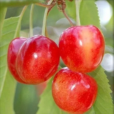 Черешня МЕДУНИЦА  Черешня МЕДУНИЦА в Красноярске