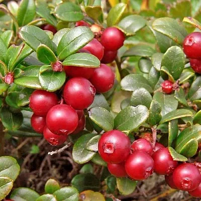 Брусника садовая АМЕРЛАНД  Брусника садовая АМЕРЛАНД в Красноярске