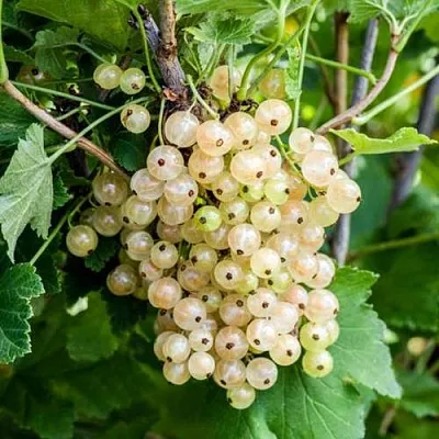 Смородина белая БЕЛАЯ ПОТАПЕНКО  Смородина белая БЕЛАЯ ПОТАПЕНКО в Красноярске