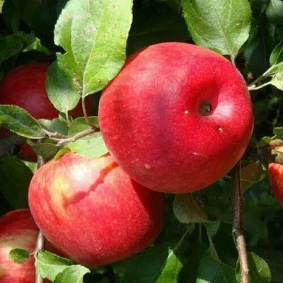 Яблоня ВАЛЕРИЯ  Яблоня ВАЛЕРИЯ в Красноярске