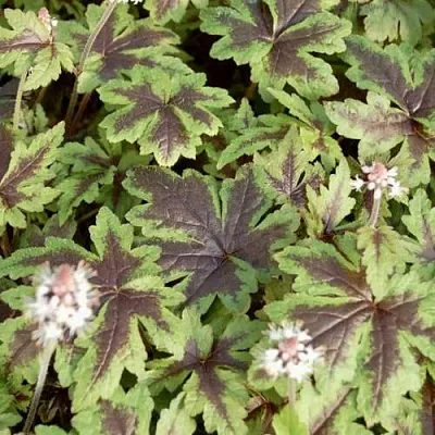 Гейхера ШУГА ЭНД СПАЙС  Гейхера ШУГА ЭНД СПАЙС в Красноярске