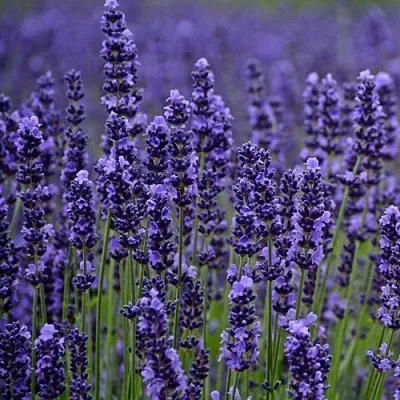 Лаванда МАНСТЕД узколистная  Лаванда МАНСТЕД узколистная в Красноярске