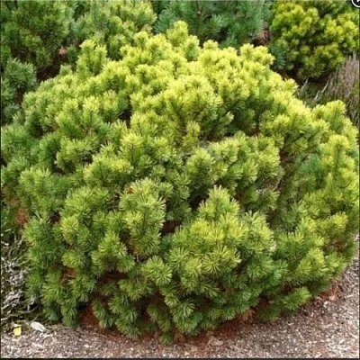 Ель ДАНС ДВАРФ обыкновення  Ель ДАНС ДВАРФ обыкновення в Красноярске