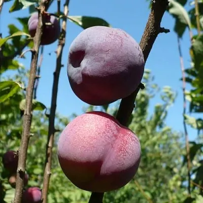 Плумкот ВЕЙ ВОНГ  Плумкот ВЕЙ ВОНГ в Красноярске