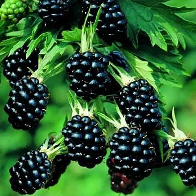 Ежевика КИТАНИНИ бесшипная  Ежевика КИТАНИНИ бесшипная в Красноярске