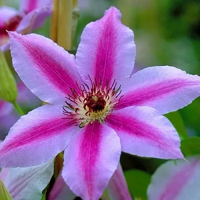 Клематис НЕЛЛИ МОЗЕР  Клематис НЕЛЛИ МОЗЕР в Красноярске