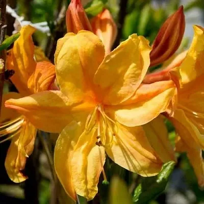 Азалия ГОЛДЕН ЛАЙТС листопадная  Азалия ГОЛДЕН ЛАЙТС листопадная в Красноярске