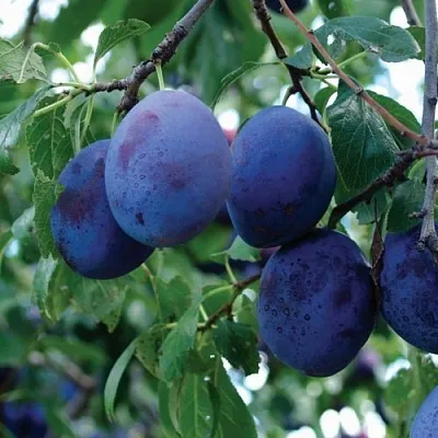 Слива ЭМПРЕСС  Слива ЭМПРЕСС в Красноярске