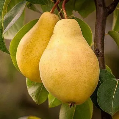 Осенние сорта  Осенние сорта в Красноярске