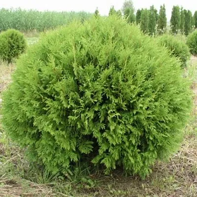 Туя ГЛОБОЗА западная  Туя ГЛОБОЗА западная в Красноярске