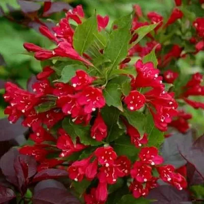 Вейгела РЕД ПРИНЦ  Вейгела РЕД ПРИНЦ в Красноярске