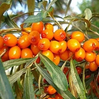 Облепиха БОТАНИЧЕСКАЯ  Облепиха БОТАНИЧЕСКАЯ в Красноярске