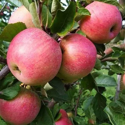 Яблоня ТЕРЕМОК  Яблоня ТЕРЕМОК в Красноярске
