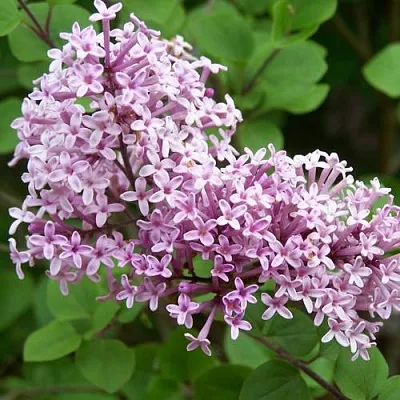 Сирень ПАЛИБИН   Сирень ПАЛИБИН  в Красноярске