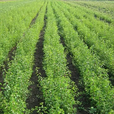 Подвой  Подвой в Красноярске