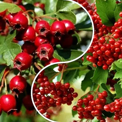 Комплект БУДЬ ЗДОРОВ в Красноярске