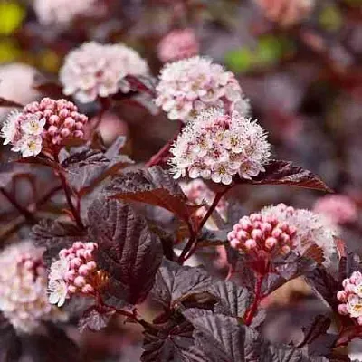 Пузыреплодник АНДРЕ   Пузыреплодник АНДРЕ  в Красноярске