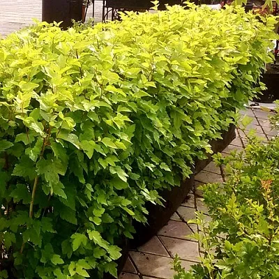 Комплект АНГЕЛ ГОЛД в Красноярске