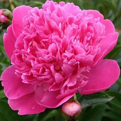 Пион ЭДУЛИС СУПЕРБА травянистый  Пион ЭДУЛИС СУПЕРБА травянистый в Красноярске