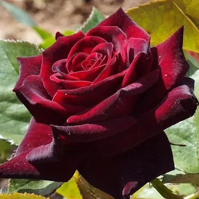 Саженцы роз БЛЭК БАККАРА чайно-гибридная в Красноярске