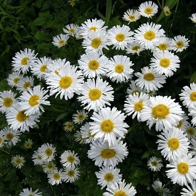 Астра АЛЬБУС альпийская в Красноярске