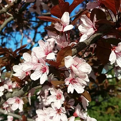 Слива ВУДИ растопыренная  Слива ВУДИ растопыренная в Красноярске