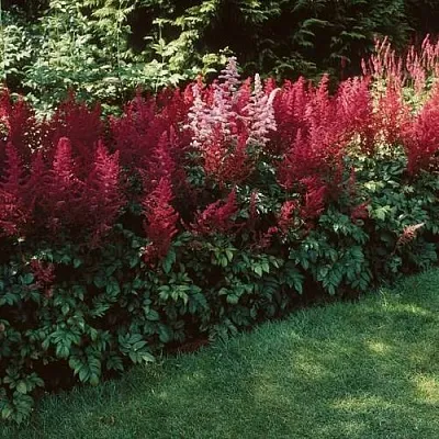 Астильба ГРАНАТ Арендса  Астильба ГРАНАТ Арендса в Красноярске