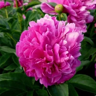 Пион ФЕЛИКС КРАУССЕ травянистый  Пион ФЕЛИКС КРАУССЕ травянистый в Красноярске