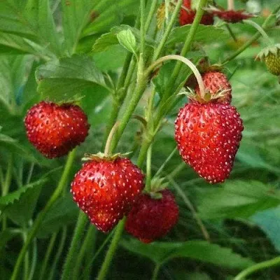 Земляника АЛЬПИЙСКАЯ  Земляника АЛЬПИЙСКАЯ в Красноярске